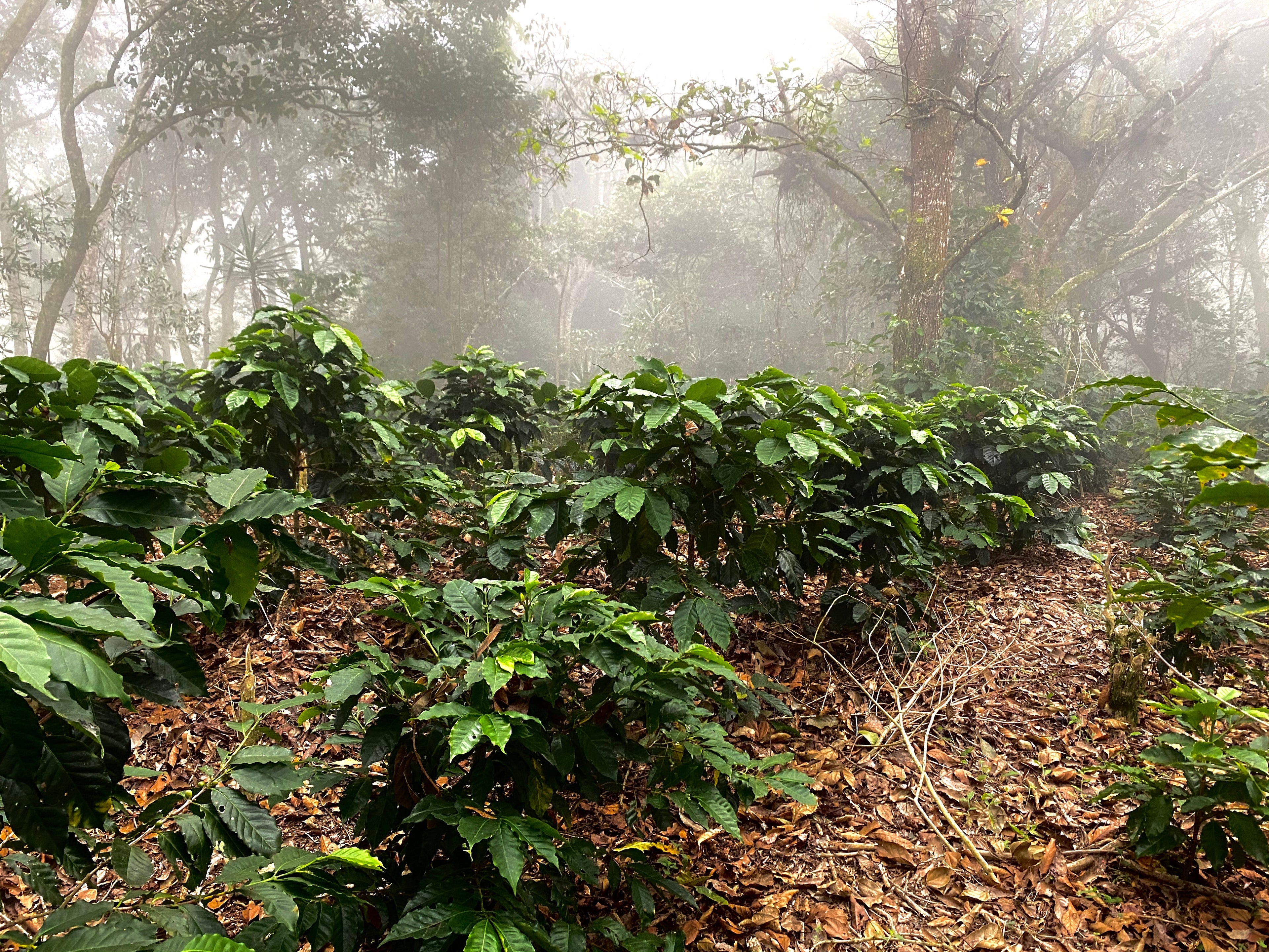 Nuestras fincas